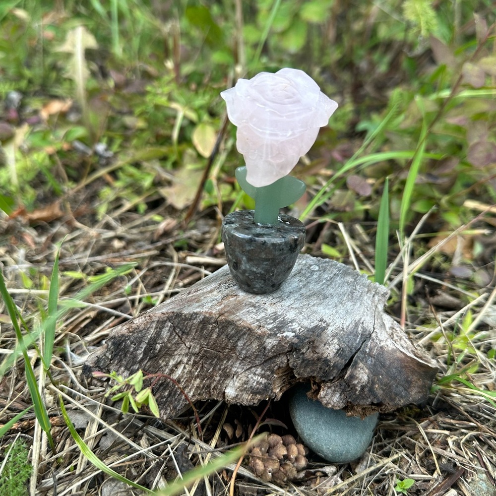 Crystal Rose Skull Plant in Pot